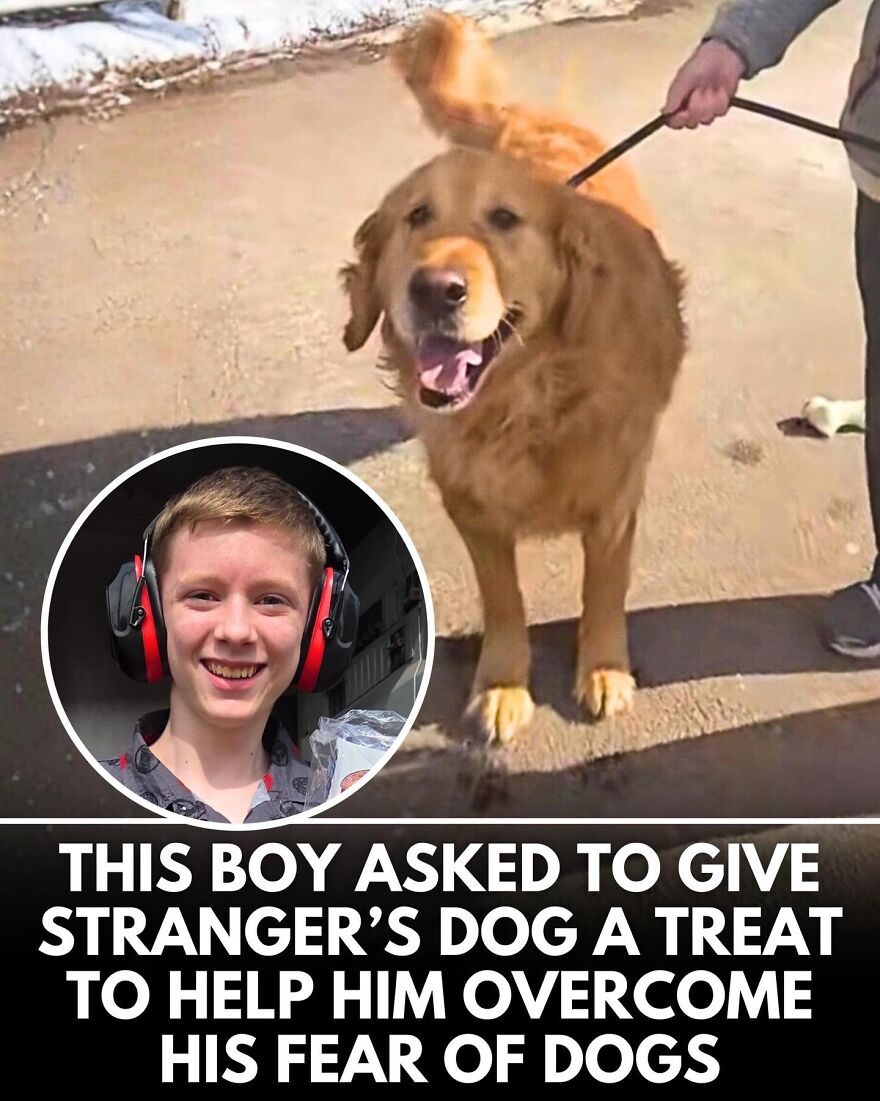 30 Heartwarming Dog Stories That Prove Kindness Still Exists In The World