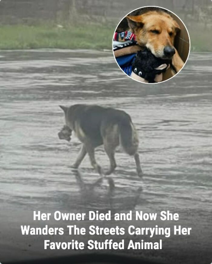 These Rescue Animal Stories From This Facebook Page Are Breaking Hearts And Restoring Faith In Humanity (31 Stories)