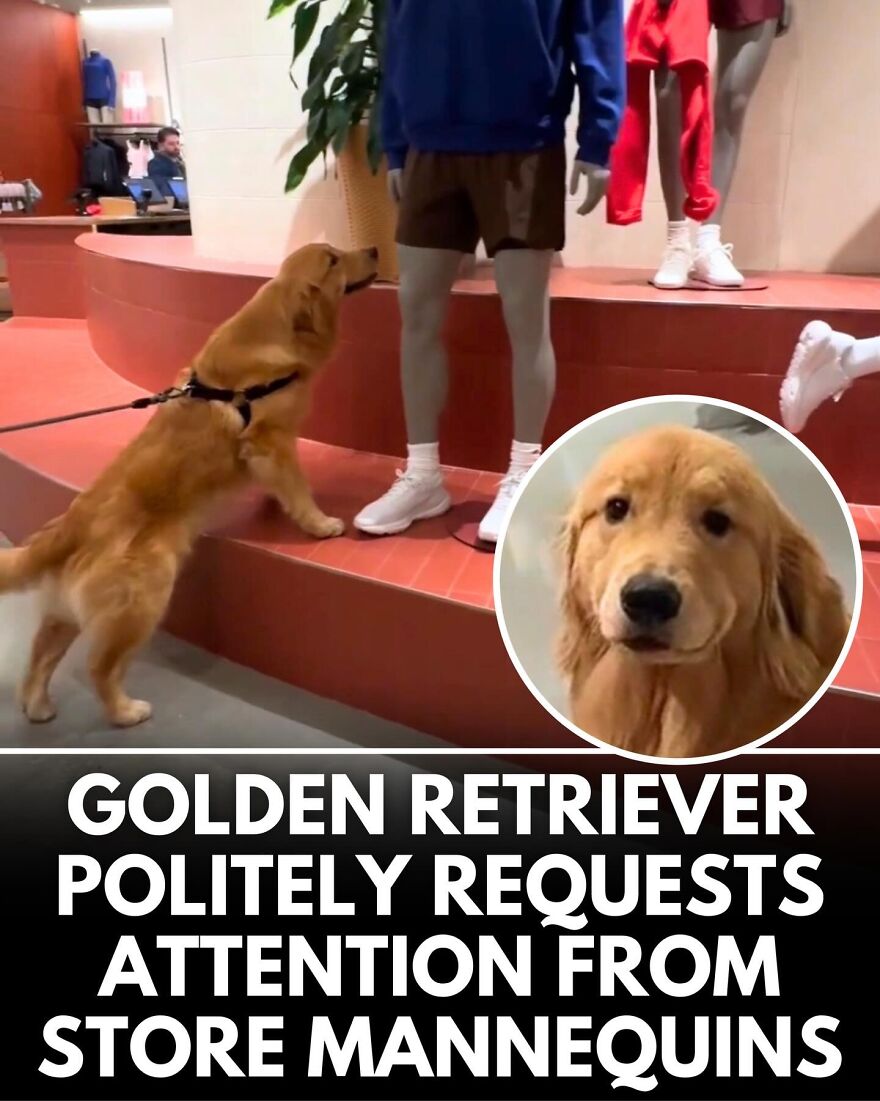 30 Heartwarming Dog Stories That Prove Kindness Still Exists In The World