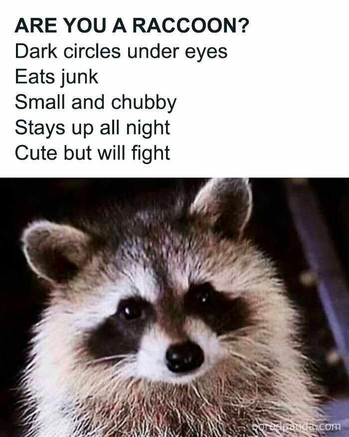 Close-up of a raccoon showing dark circles under eyes and chubby face.