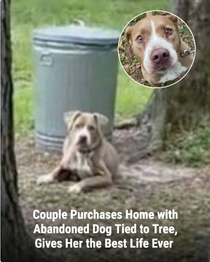 These Rescue Animal Stories From This Facebook Page Are Breaking Hearts And Restoring Faith In Humanity (31 Stories)