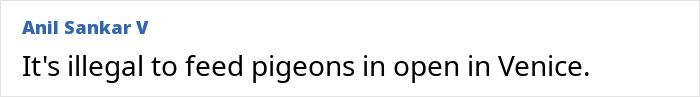 Illegal to feed pigeons in Venice open spaces law