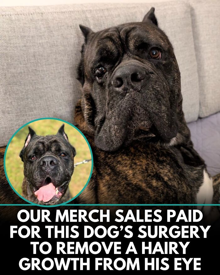 From Rescue Miracles To Emotional Reunions: 32 New Dog Stories Shared By 'We Rate Dogs'