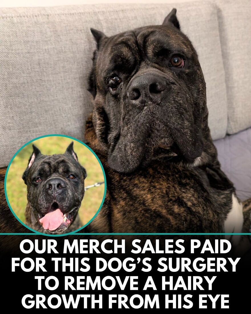 30 Heartwarming Dog Stories That Prove Kindness Still Exists In The World