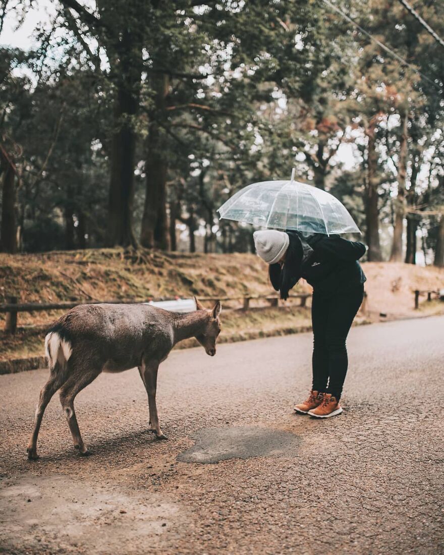 A person with a clear umbrella interacting with a deer on a paved path, showcasing unique Japanese things.