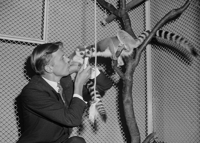 Young David Attenborough feeds a baby lemur in a cage, highlighting his long life and connection to nature.