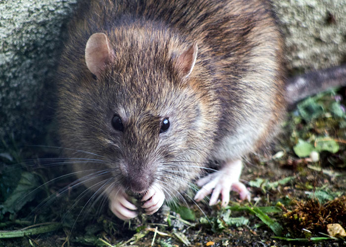 Identity Of &ldquo;Patient Zero&rdquo; Revealed In Fatal Hantavirus Cruise Ship Outbreak