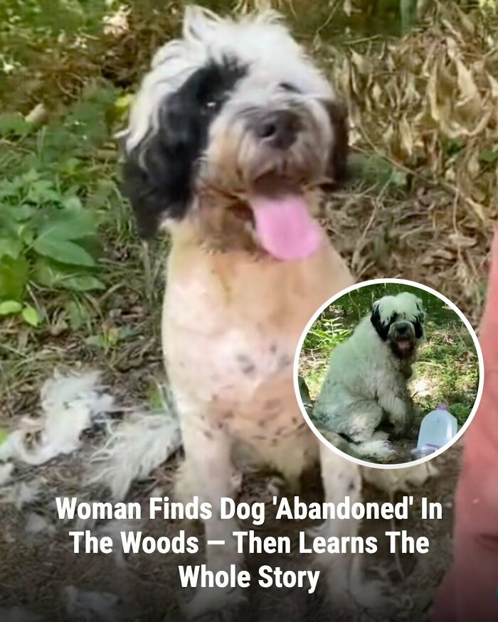 These Rescue Animal Stories From This Facebook Page Are Breaking Hearts And Restoring Faith In Humanity (31 Stories)