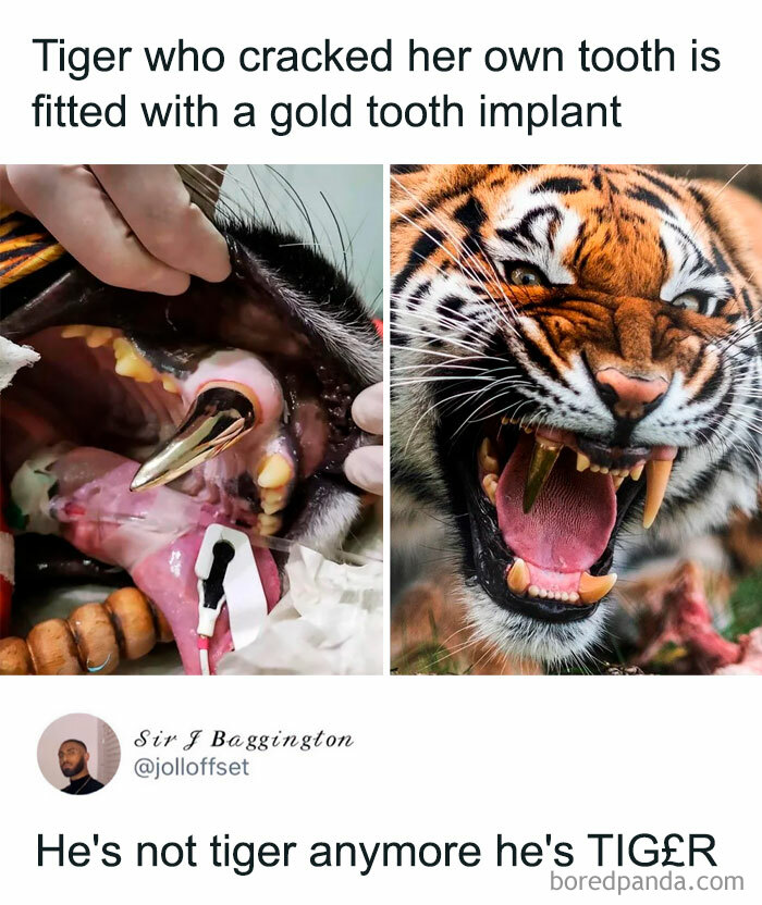 Tiger with gold tooth implant showing off funny animal care