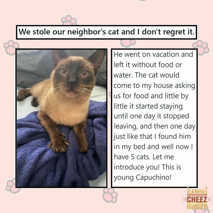 41 Cat Posts Shared By This Page That Are Funny, Sweet, And Spot On