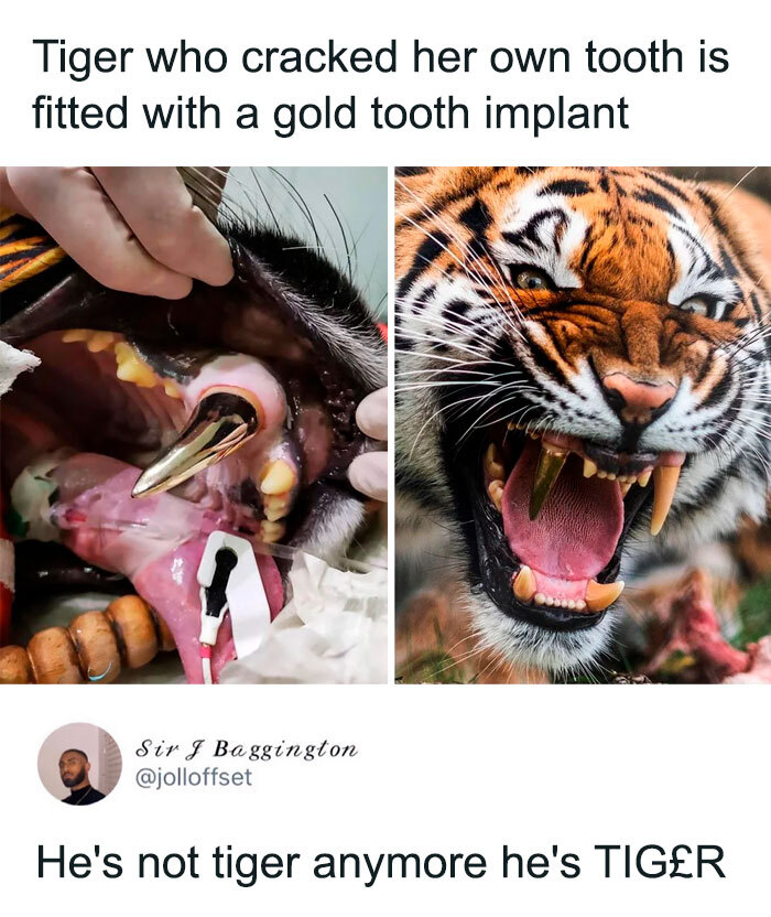 Tiger with gold tooth implant showing off funny animal care