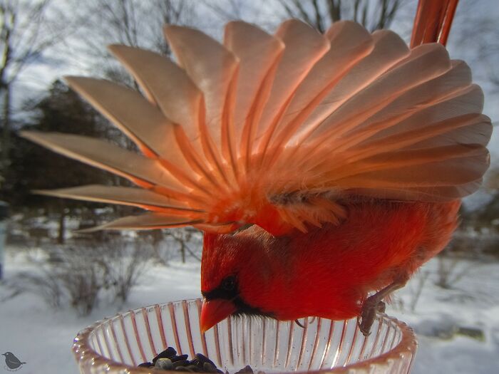 This Photographer’s Backyard Bird Camera Turns Tiny Visitors Into Hilarious Little Celebrities (30 New Pics)- Interview