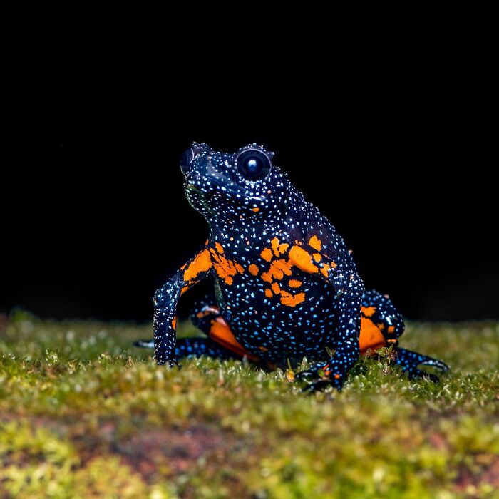 Photographer Captures The Hidden Beauty Of Frogs Through Stunning Macro Shots (22 New Pics)