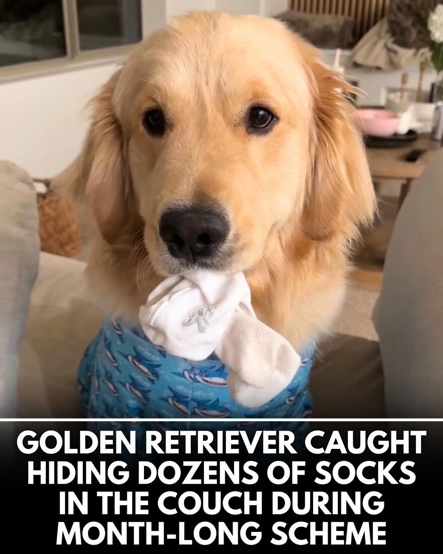 30 Heartwarming Dog Stories That Prove Kindness Still Exists In The World