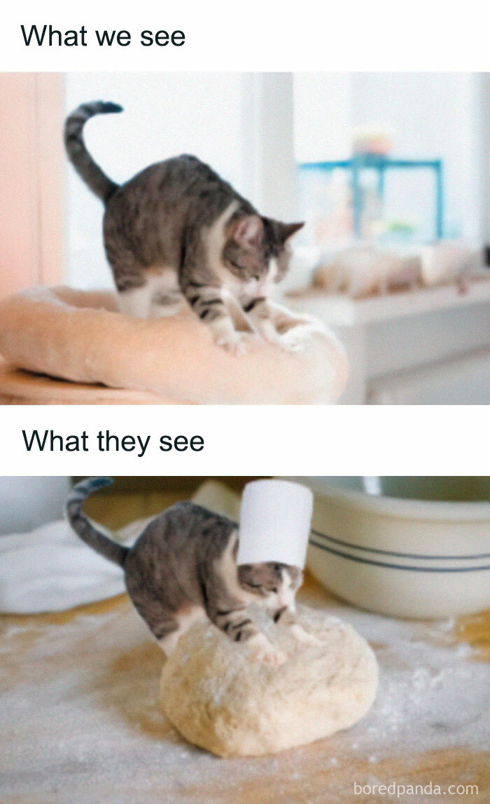 Comparison of a cat kneading a bed and kneading dough with a chef hat.
