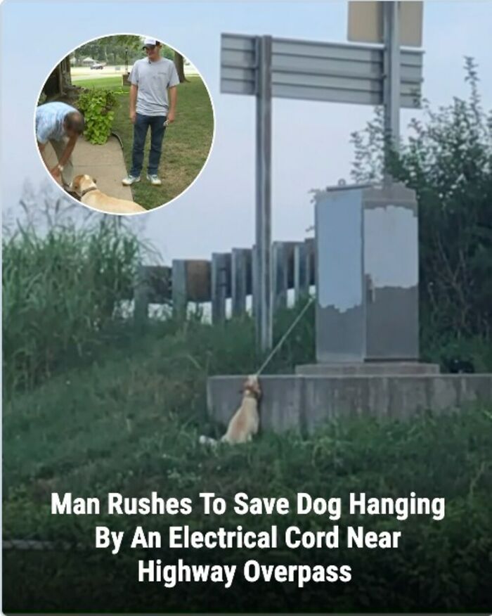 These Rescue Animal Stories From This Facebook Page Are Breaking Hearts And Restoring Faith In Humanity (31 Stories)