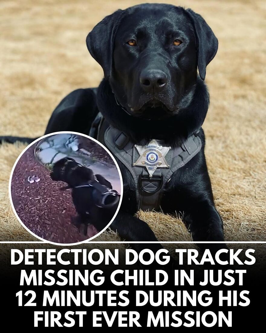 30 Heartwarming Dog Stories That Prove Kindness Still Exists In The World