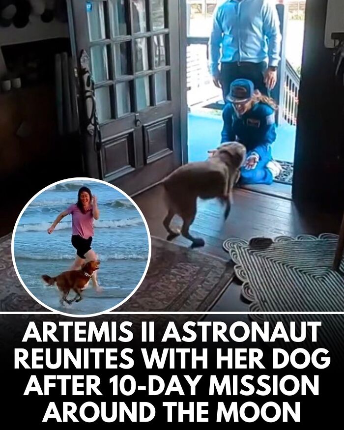 From Rescue Miracles To Emotional Reunions: 32 New Dog Stories Shared By 'We Rate Dogs'