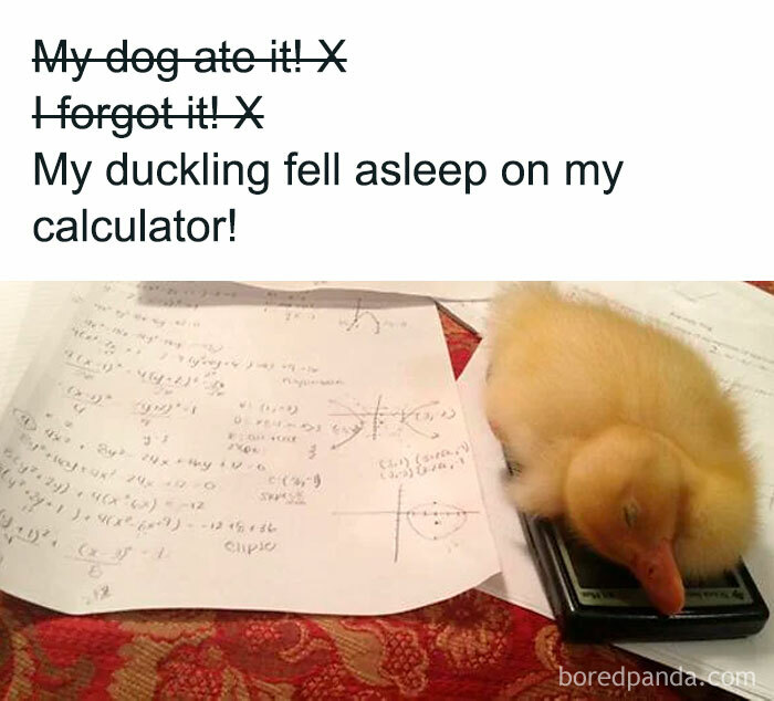 Duckling asleep on calculator with amusing animal meme