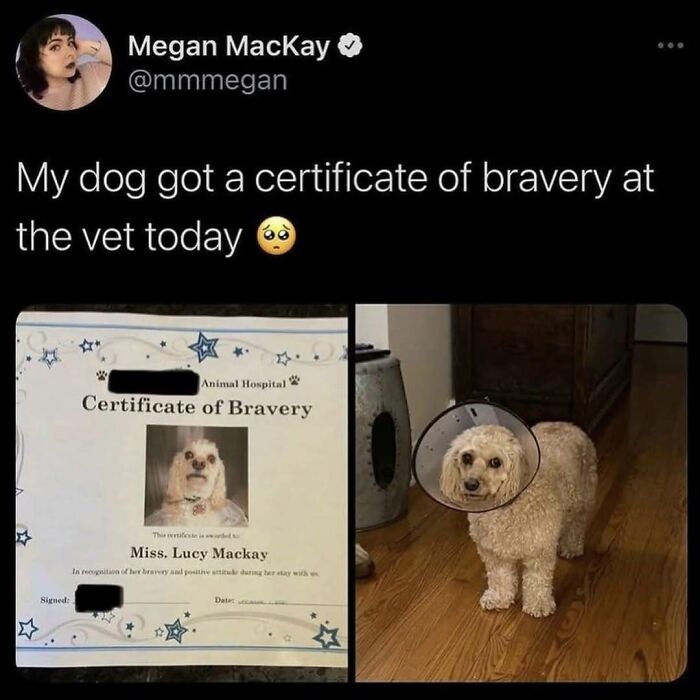 Wholesome-Memes-Memeuplift
