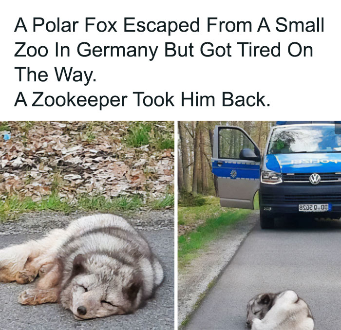 A sleeping polar fox on a road and a police van, a soul-healing image for a little positivity.