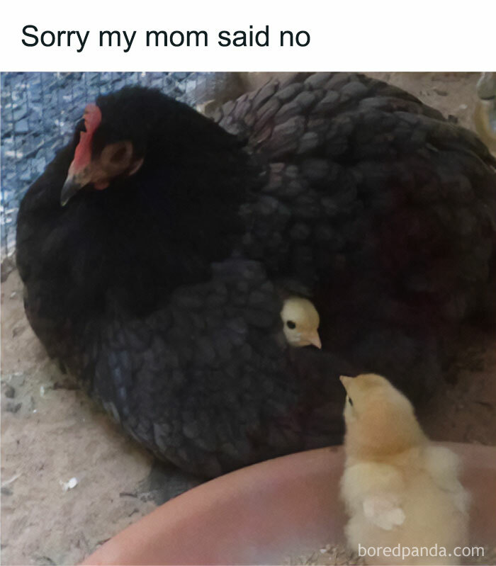 Hen denying access to chick in a wholesome animal meme
