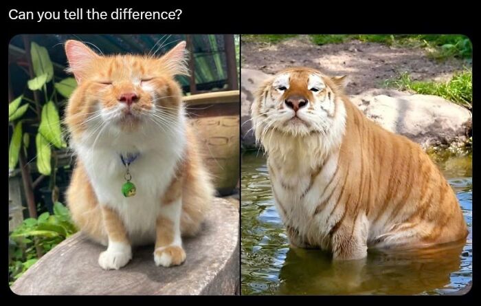 A wholesome meme split image: an orange cat with closed eyes and a similar looking golden tiger in water.