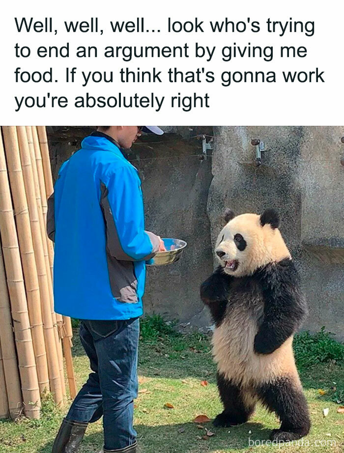 Panda and man with food resolving argument meme