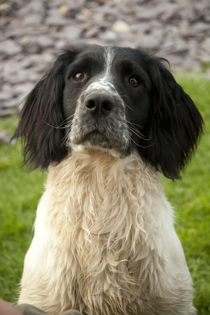 Black and white dog looking attentively outdoors