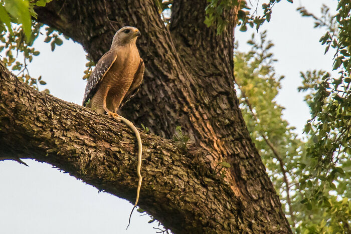 Bird of prey perched on tree holding a snake