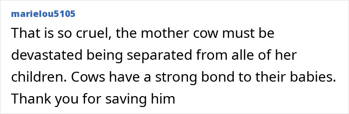 Comment on mother cow's strong bond with her calves and gratitude for saving calf