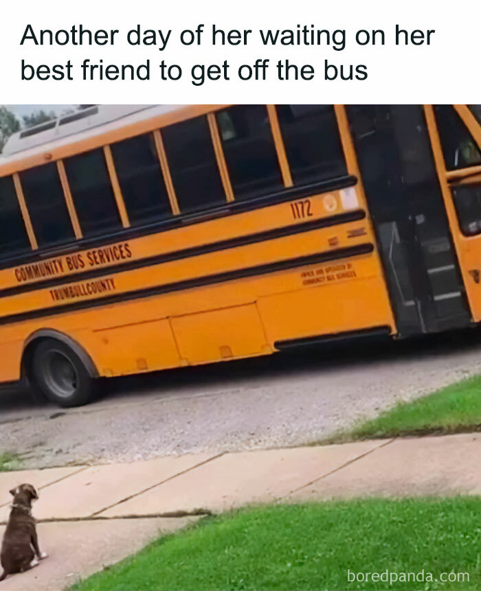 Funny animal meme of a dog waiting by a school bus