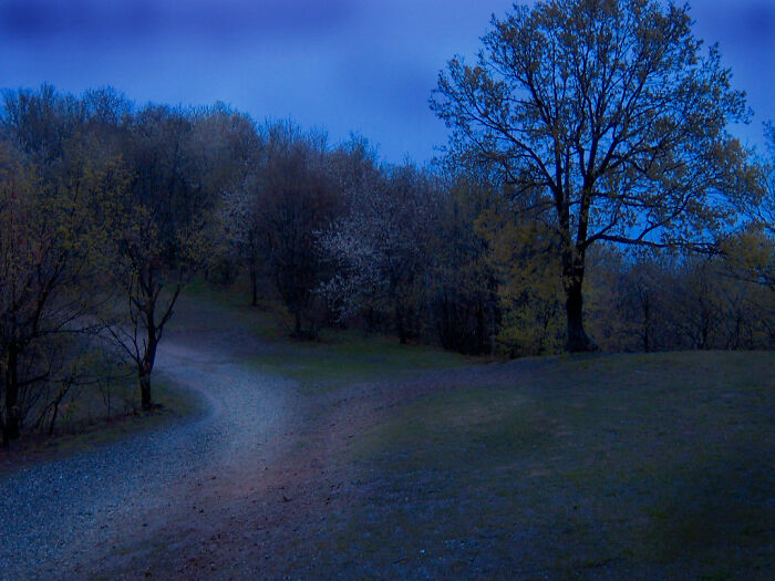 Dimly lit forest path at dusk resembling eerie backrooms environment