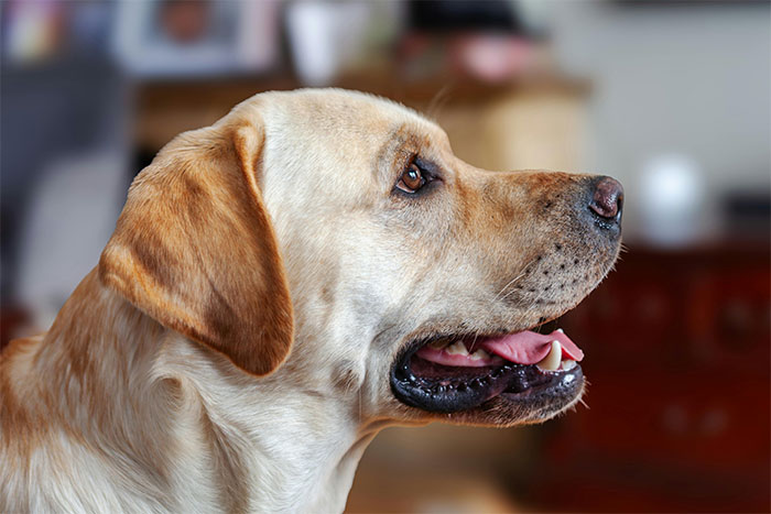 Man Refuses To Speak With Sister Until Her Dog Is Put Down: &ldquo;Every Dog Has Its Limits&rdquo;