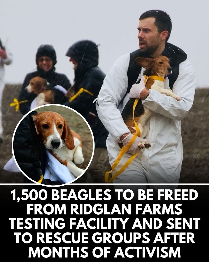 30 Heartwarming Dog Stories That Prove Kindness Still Exists In The World