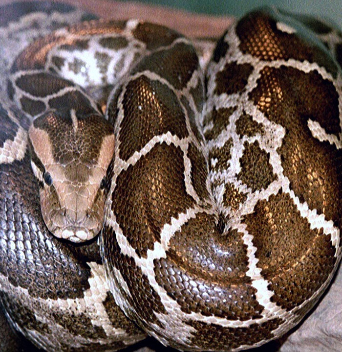Close-up of a python, coiled with its head visible. Its brown and black patterned skin suggests a weird package delivery.