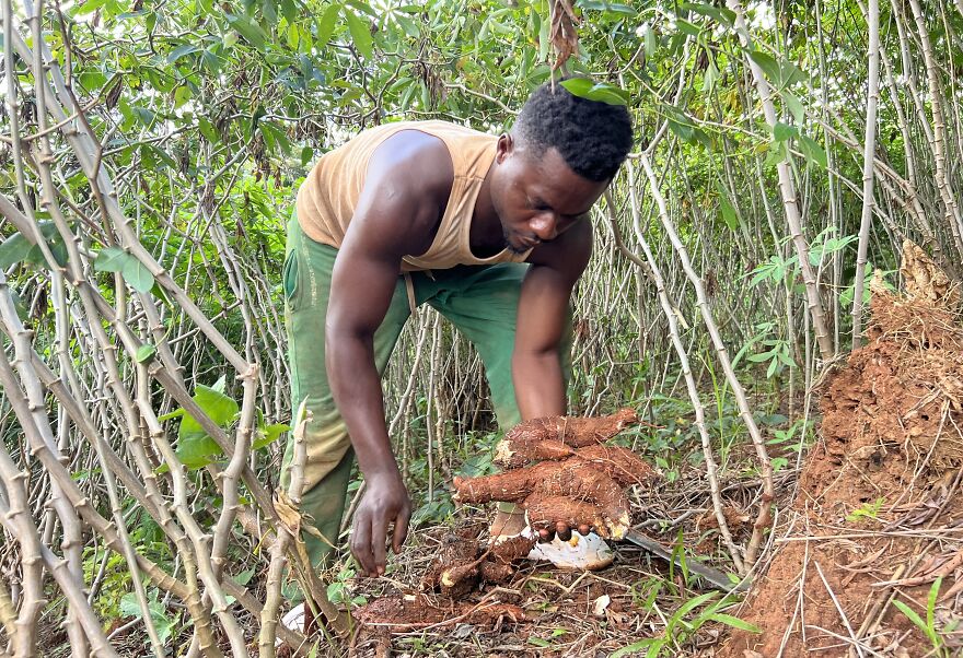 A man harvesting cassava roots, showing the struggle in countries with the worst diets. This highlights global diet quality issues.