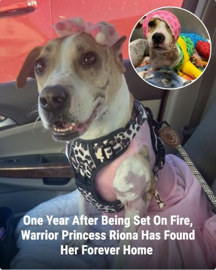 These Rescue Animal Stories From This Facebook Page Are Breaking Hearts And Restoring Faith In Humanity (31 Stories)
