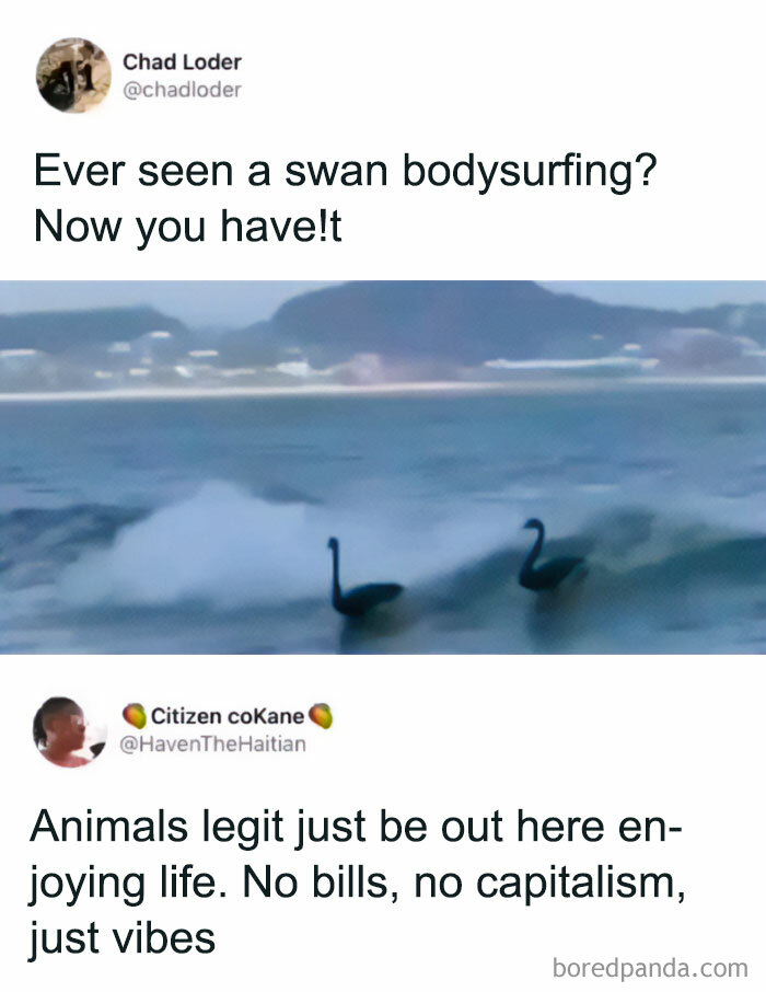 Swan bodysurfing on waves funny animal moment meme