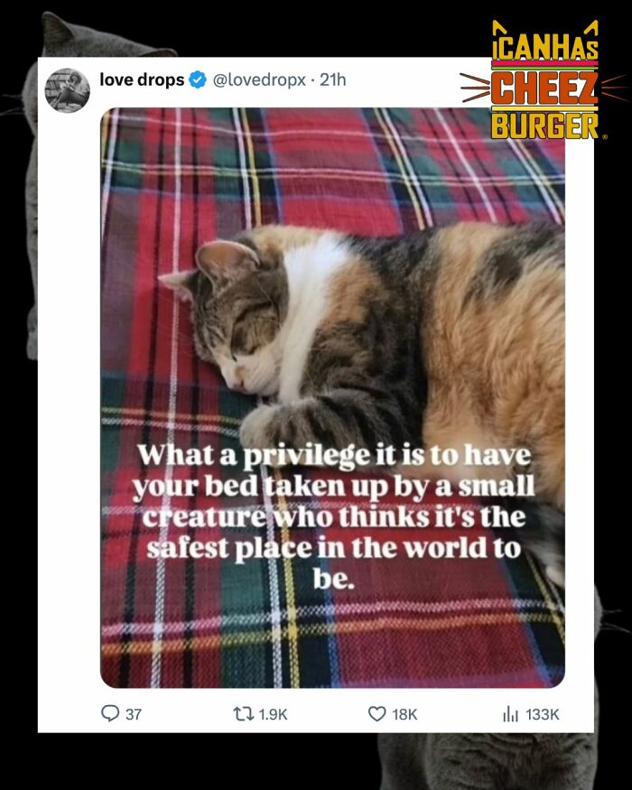 41 Cat Posts Shared By This Page That Are Funny, Sweet, And Spot On