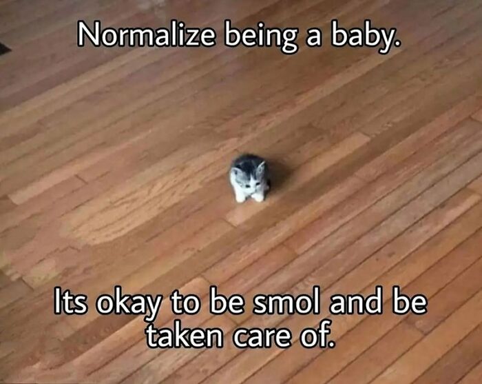 Tiny kitten on wooden floor with text about normalizing being small meme