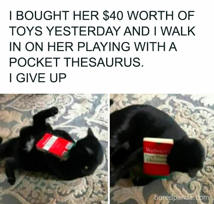 Cat playing with a pocket thesaurus despite toy purchases meme