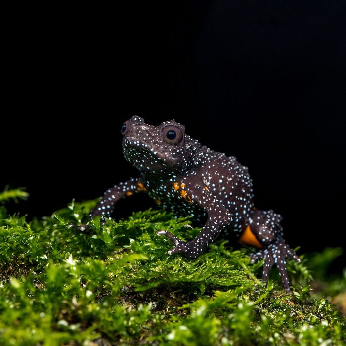 Photographer Captures The Hidden Beauty Of Frogs Through Stunning Macro Shots (22 New Pics)