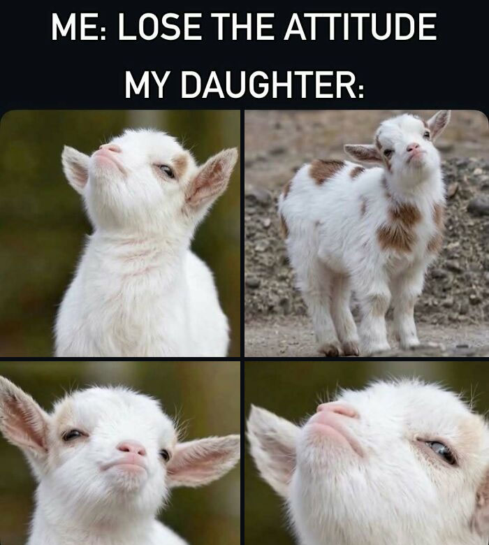 Funny mom meme about daughter losing attitude shown as defiant baby goats
