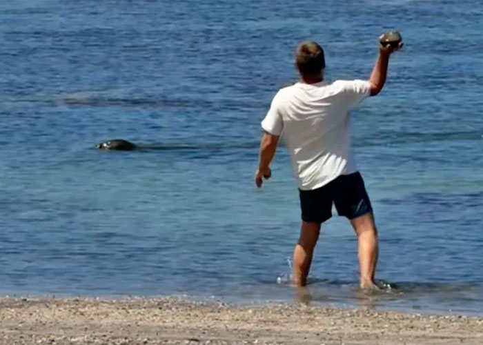 Tourist throwing rock into water towards beloved seal