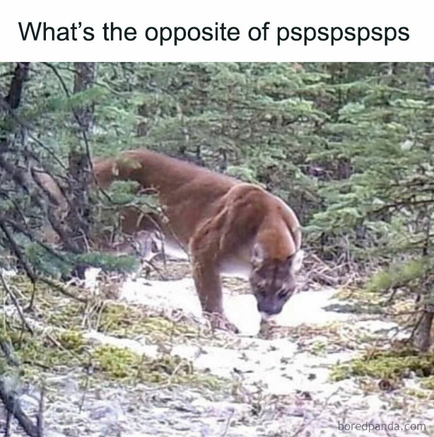 Humorous image of a cougar labeled as opposite of pspspspsps