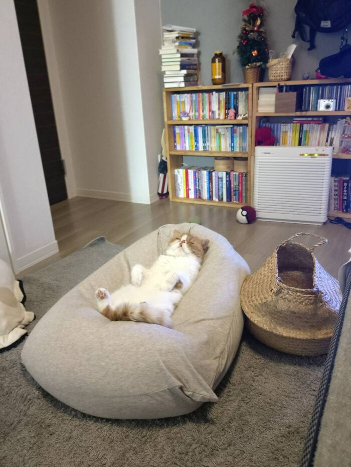 40 Adorable Cat Photos That Are Guaranteed To Melt Your Stress Away (New Pics)