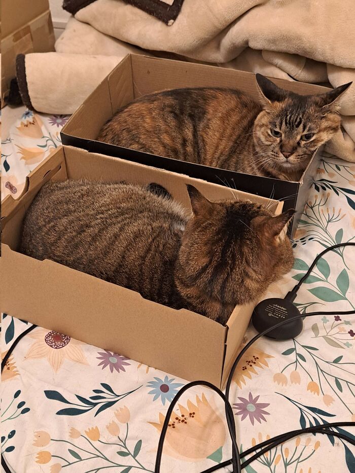40 Adorable Cat Photos That Are Guaranteed To Melt Your Stress Away (New Pics)