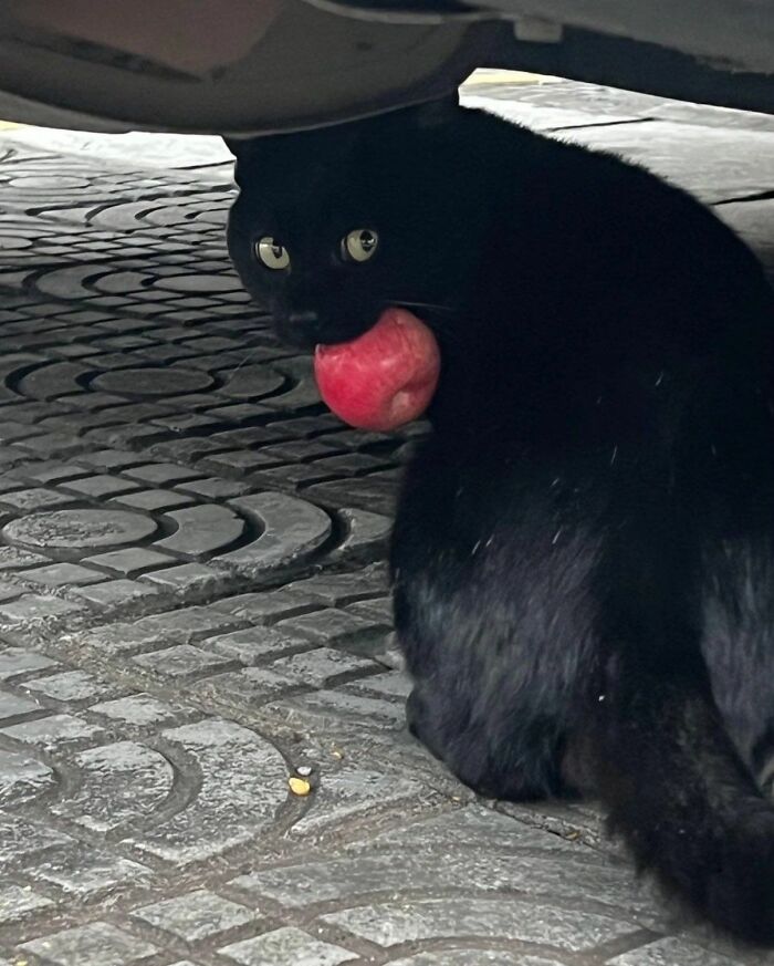 40 Adorable Cat Photos That Are Guaranteed To Melt Your Stress Away (New Pics)