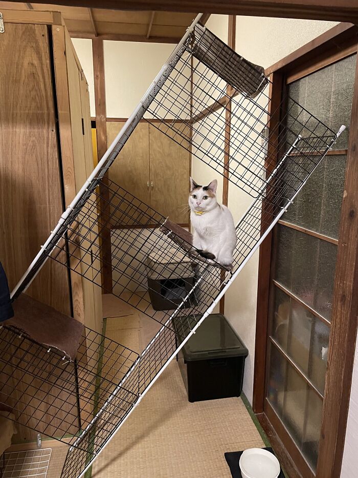 40 Adorable Cat Photos That Are Guaranteed To Melt Your Stress Away (New Pics)